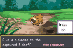 give a name to the bidoof in life pokemon game